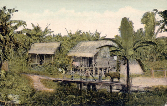 A Chinese Farmer's Banana Plantation Near the Canal Vintage Panama Postcard