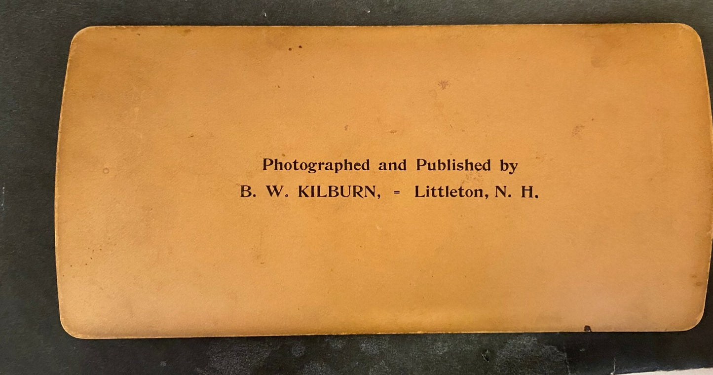 Real Photo Stereoview Exhibit of Blooded Stock in the Pavilion World Fair 1893