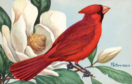 Red Cardinal On Branch Artist Signed Bird Postcard Peterson