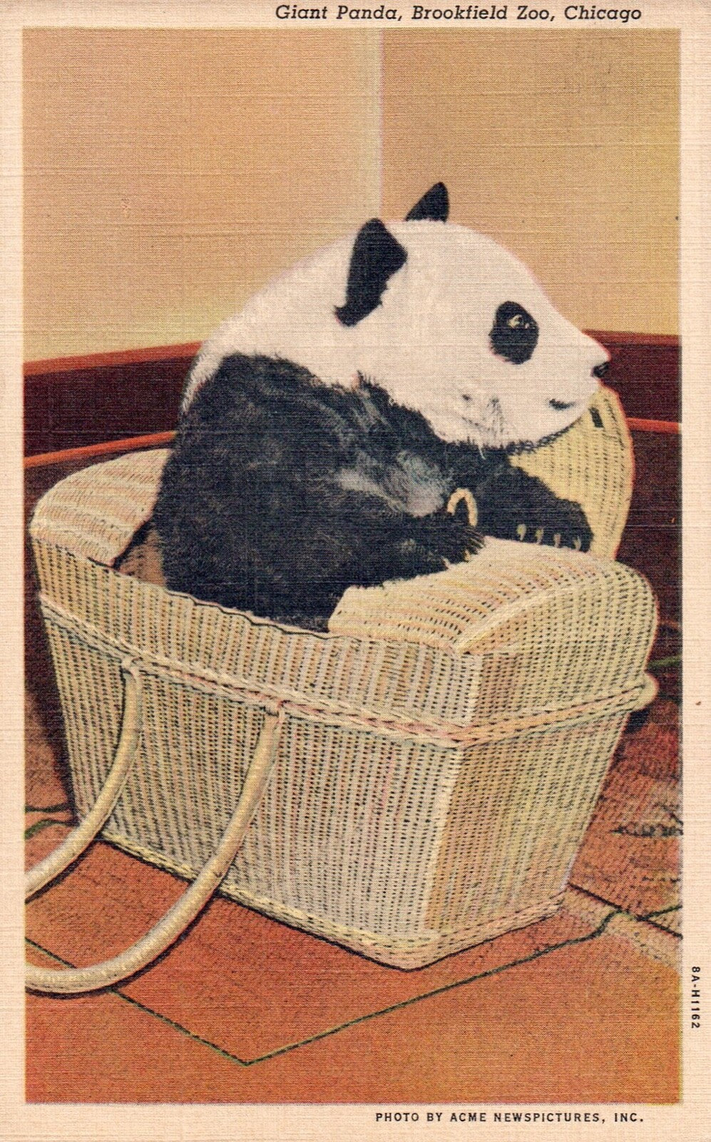 Giant Panda at the Brookfield Zoo in Chicago Panda Bear Animal Postcard