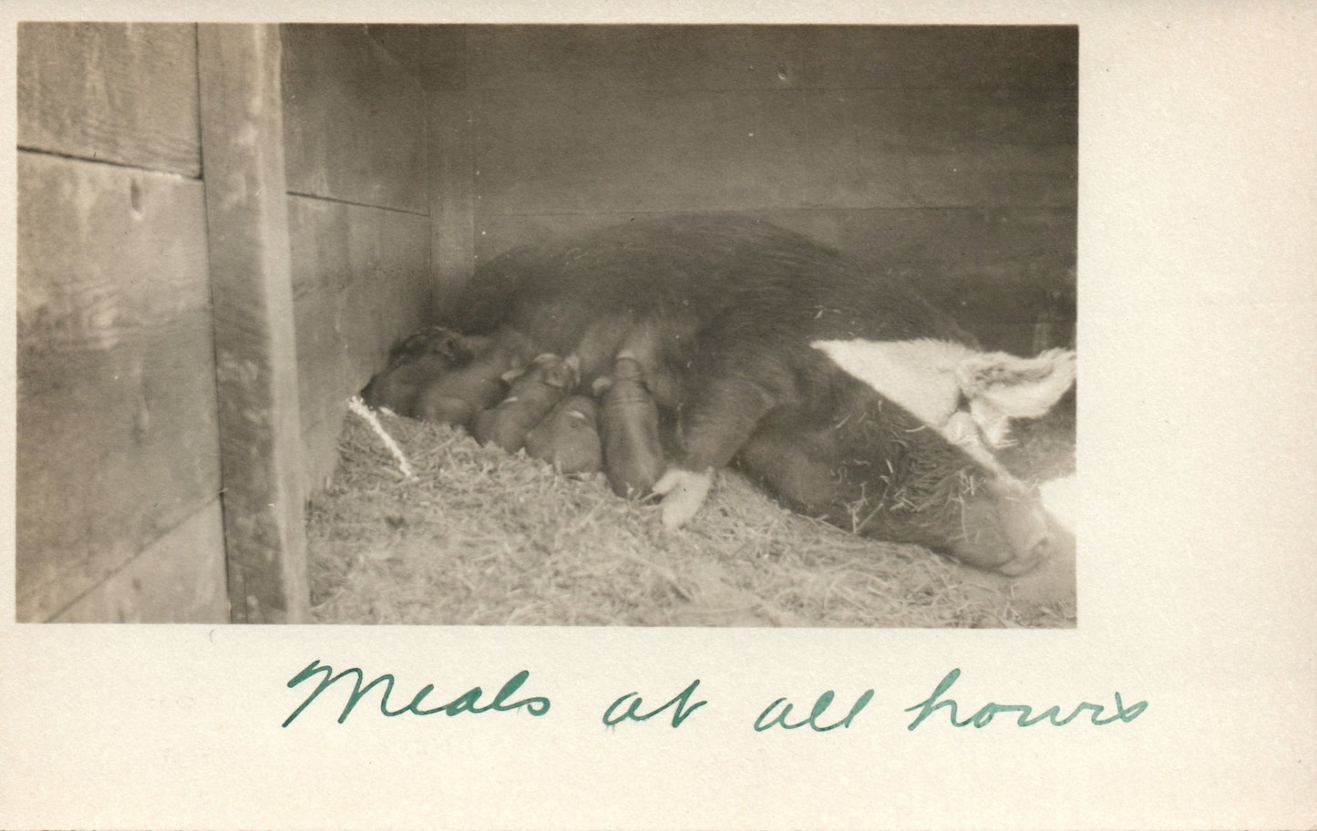 Real Photo Mother Pig feeding her piglets "Meals at all hours" Animal Postcard