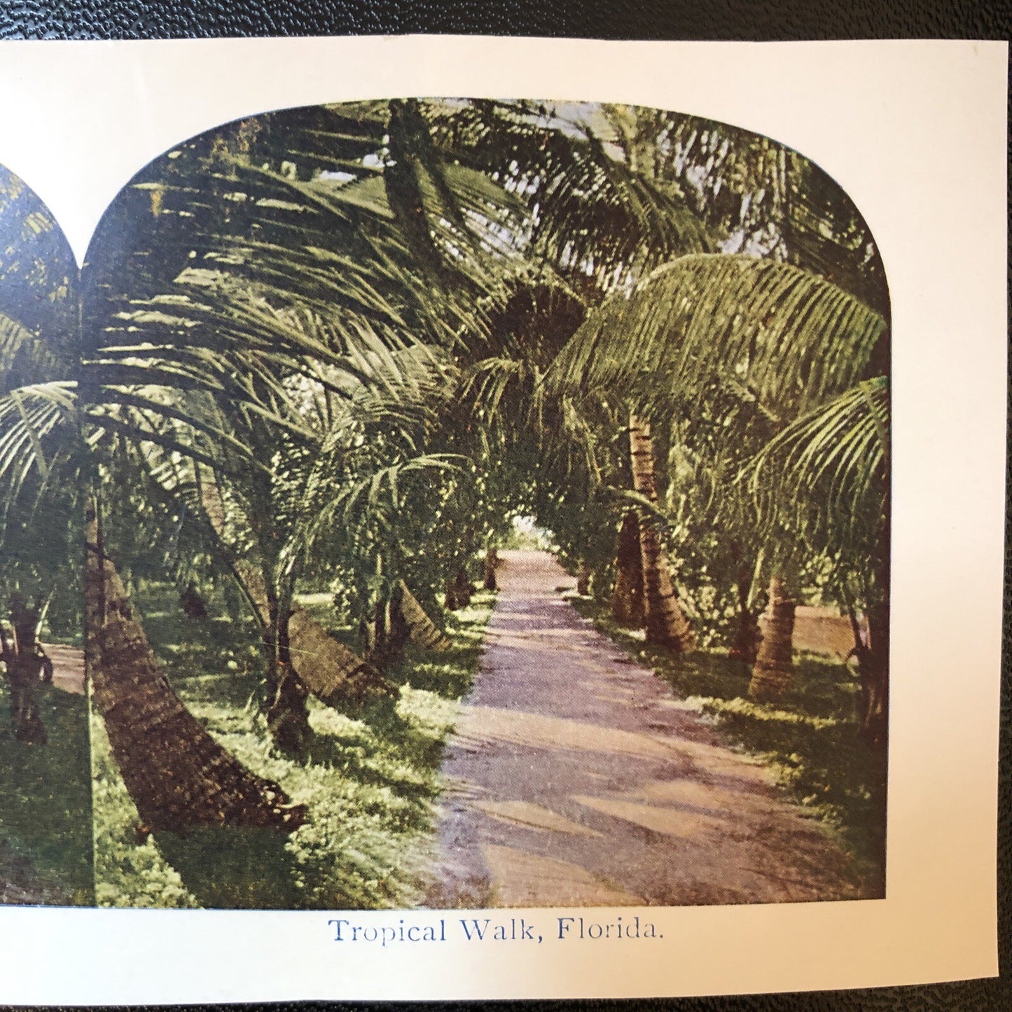 RARE Stereoview Paper Cards Tropical Walk Florida Palm Trees