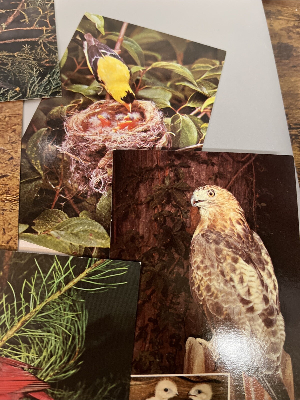 Lot Of 9 Vintage Bird Postcards.