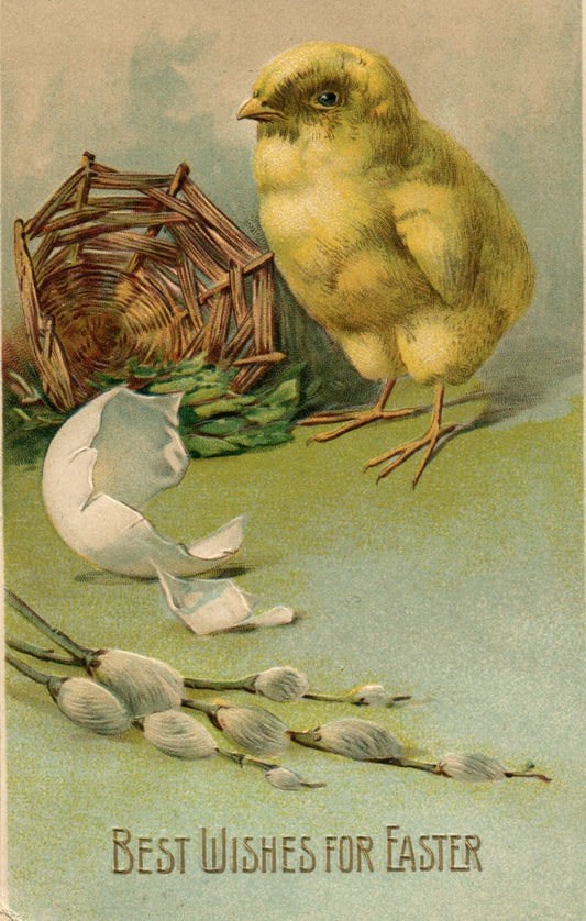 1910  Best Wishes Easter Chick by Broken Egg Pussy Willows Vintage Postcard
