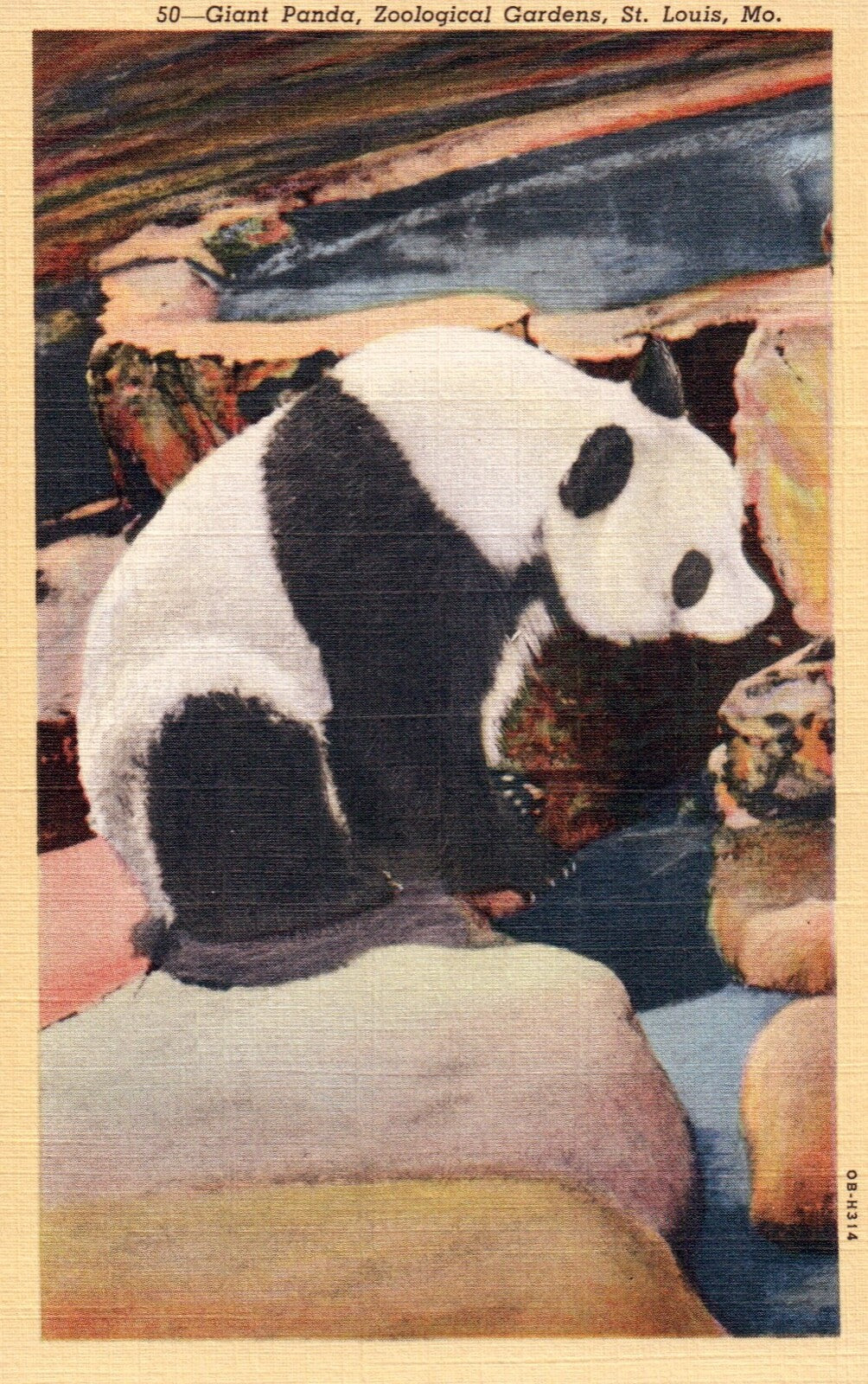Giant Panda Zoological Gardens in St. Louis MO Panda Bear Animal Postcard
