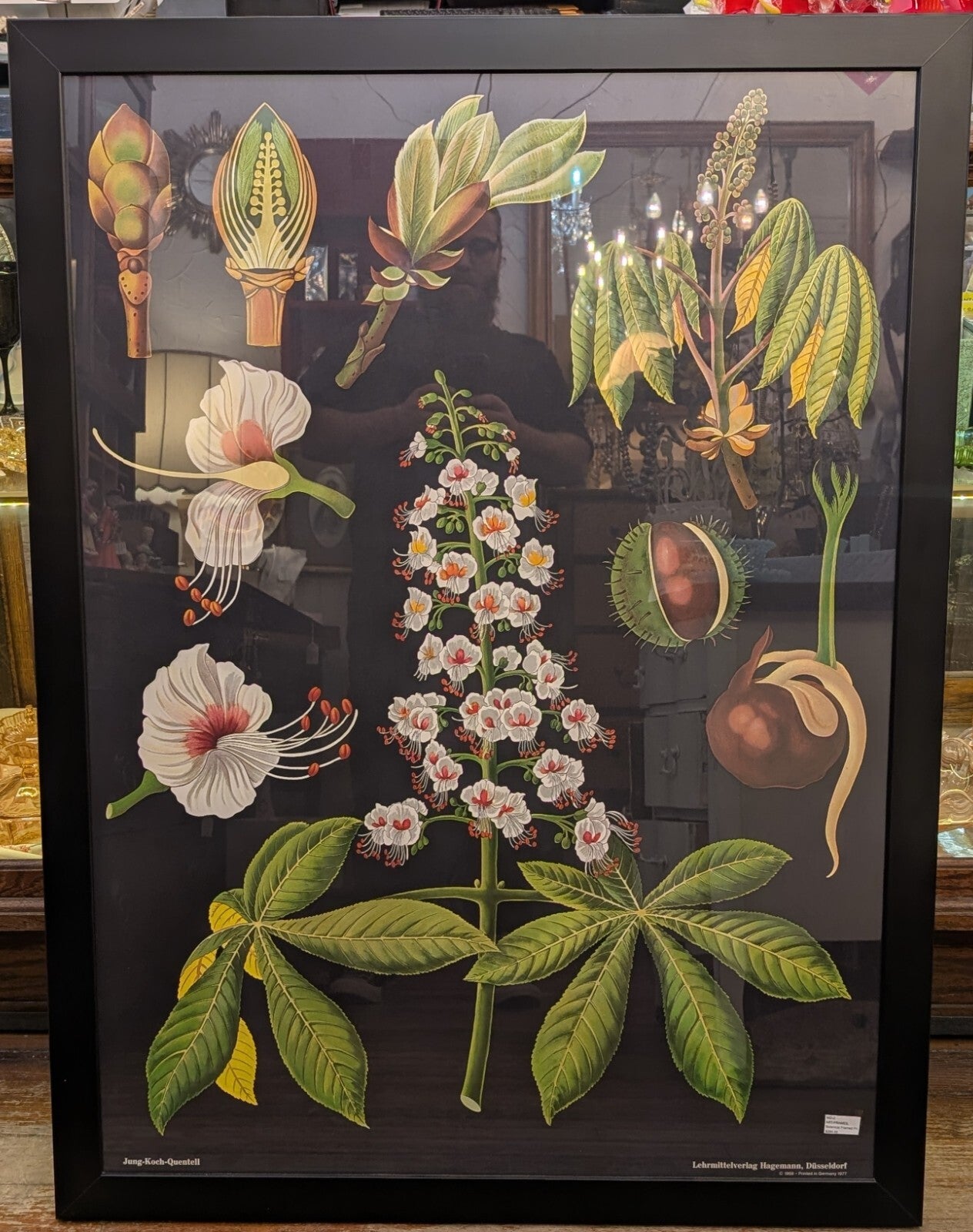 Jung Koch Quentell Botanical Print German School Antique Horse Chestnut 36"x48"