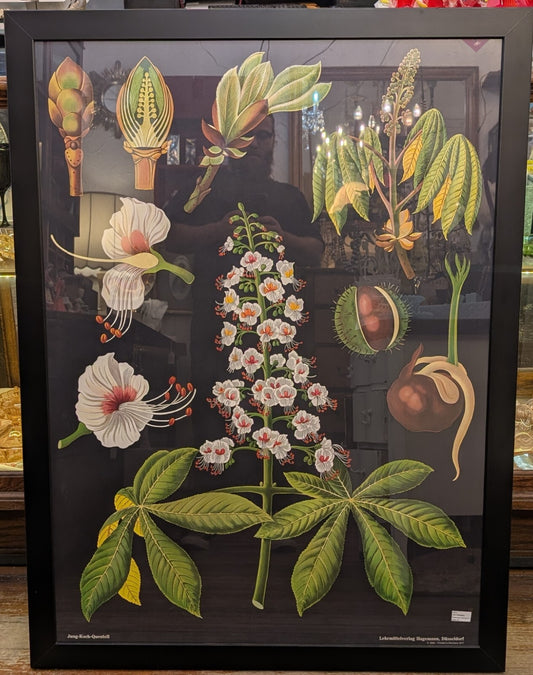 Jung Koch Quentell Botanical Print German School Antique Horse Chestnut 36"x48"