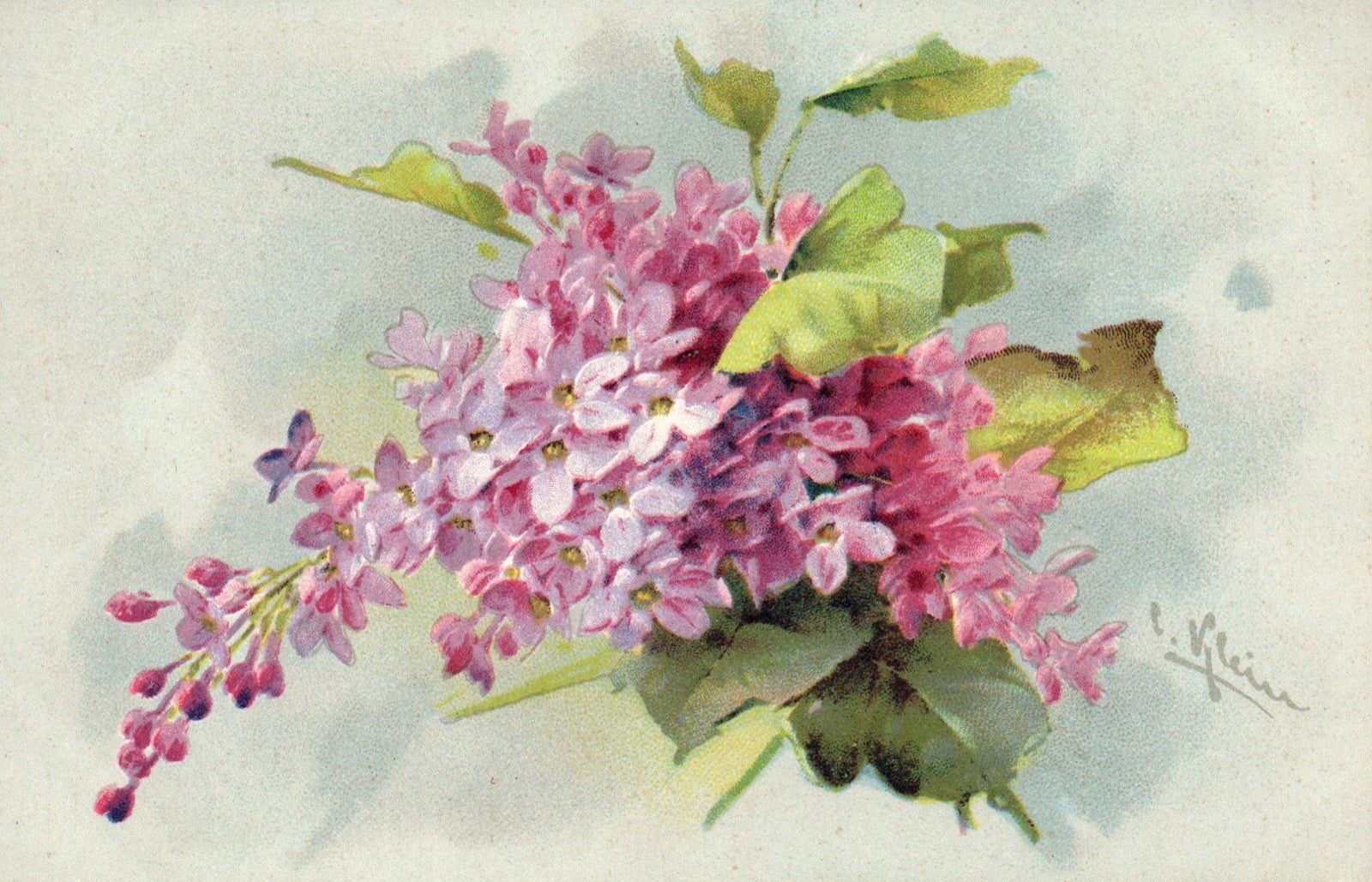 Artist  Signed Catherine Klein Lilac Scarce