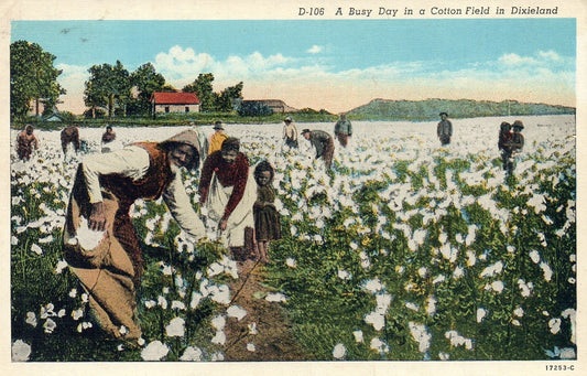 A Busy Day in a Cotton Field in Dixieland Black Americana Postcard