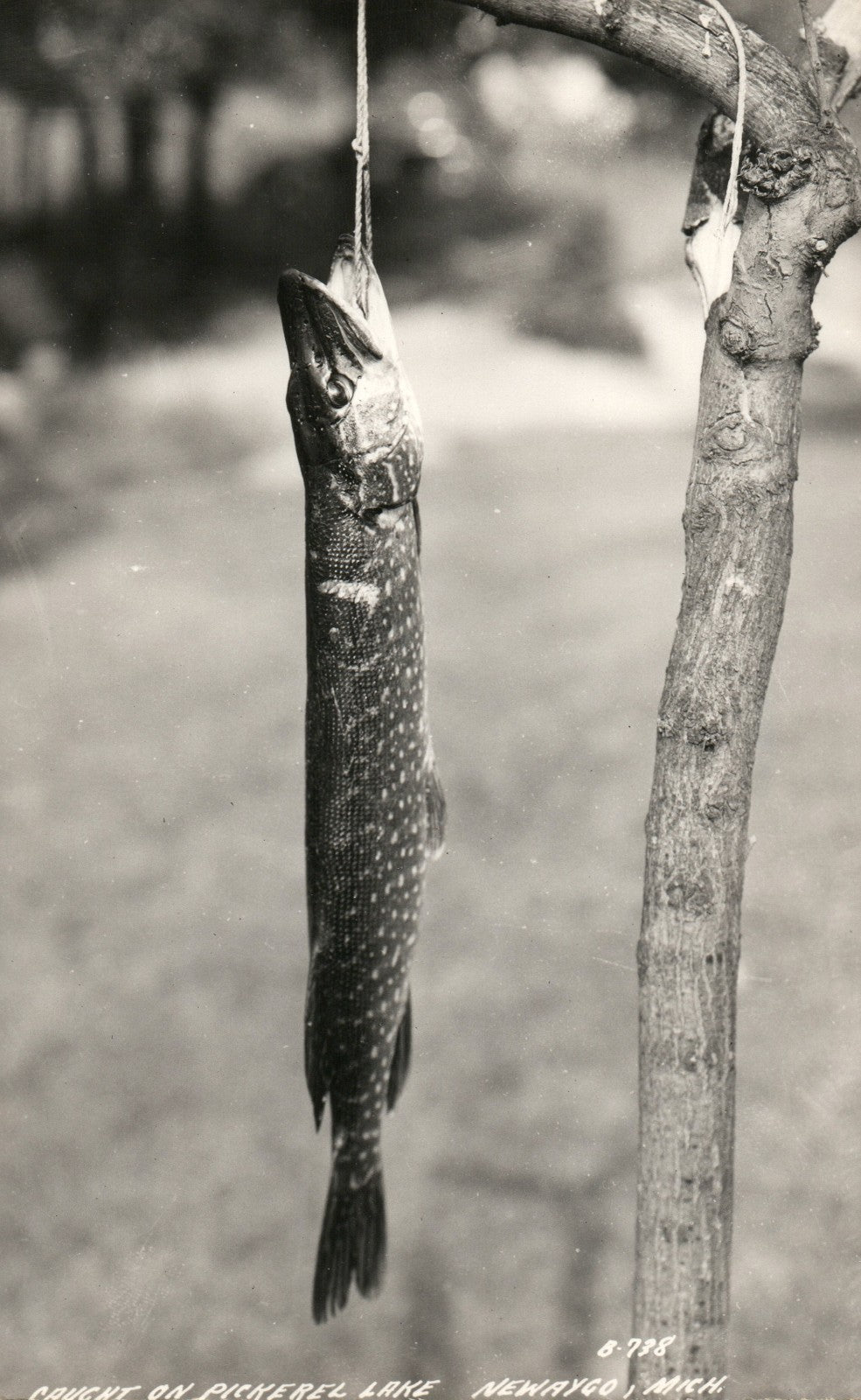  Real Photo Pike Caught on Pickerel Lake Newaygo MI Michigan  B-738