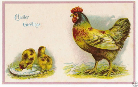 Chicks Rooster chicken  Easter Postcard Series