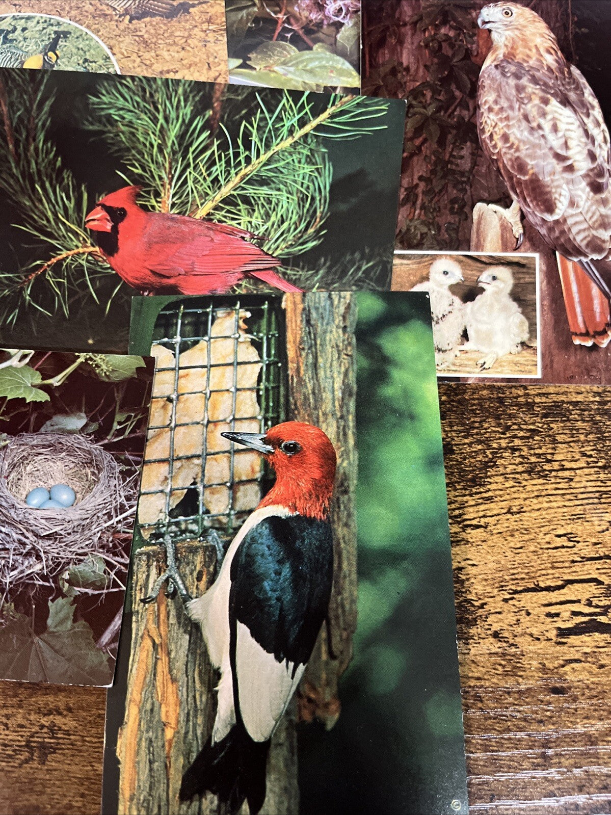 Lot Of 9 Vintage Bird Postcards.
