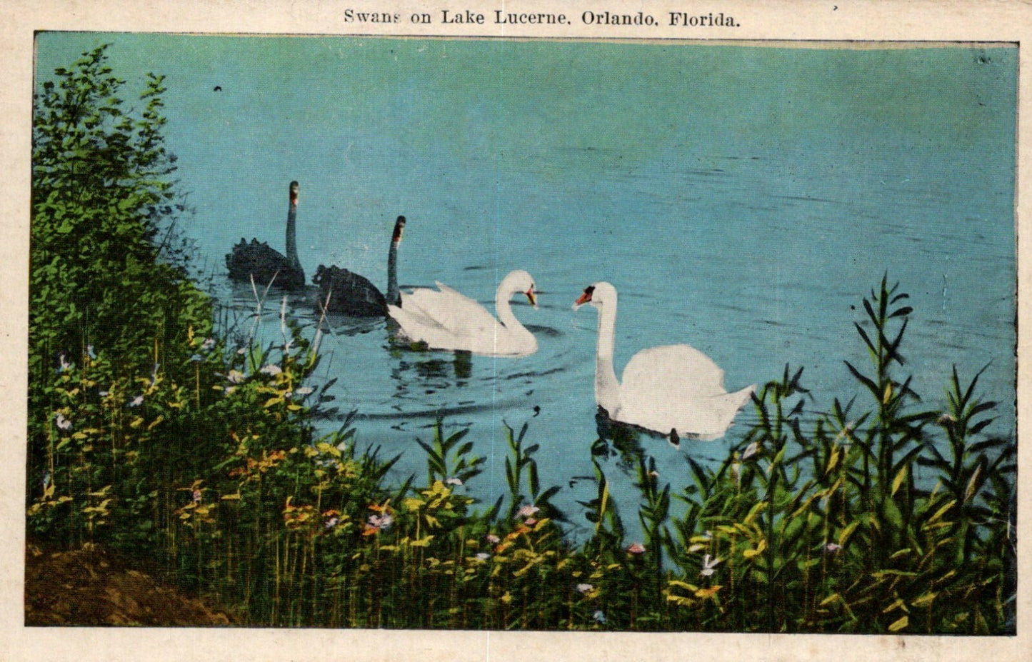 Four Swans on Lake Lucerne, Orlando, Florida FL Animals Birds Postcard 23713-31