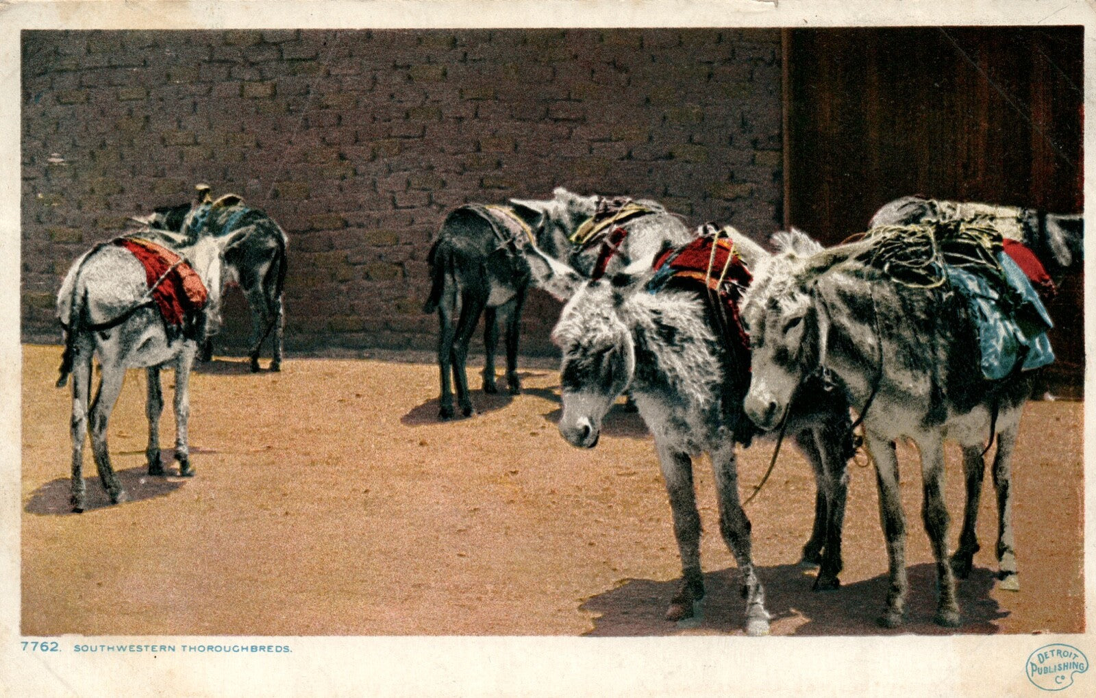 Six Donkeys "Southwestern Thoroughbreds" 7762 Donkey Horse Animal Postcard