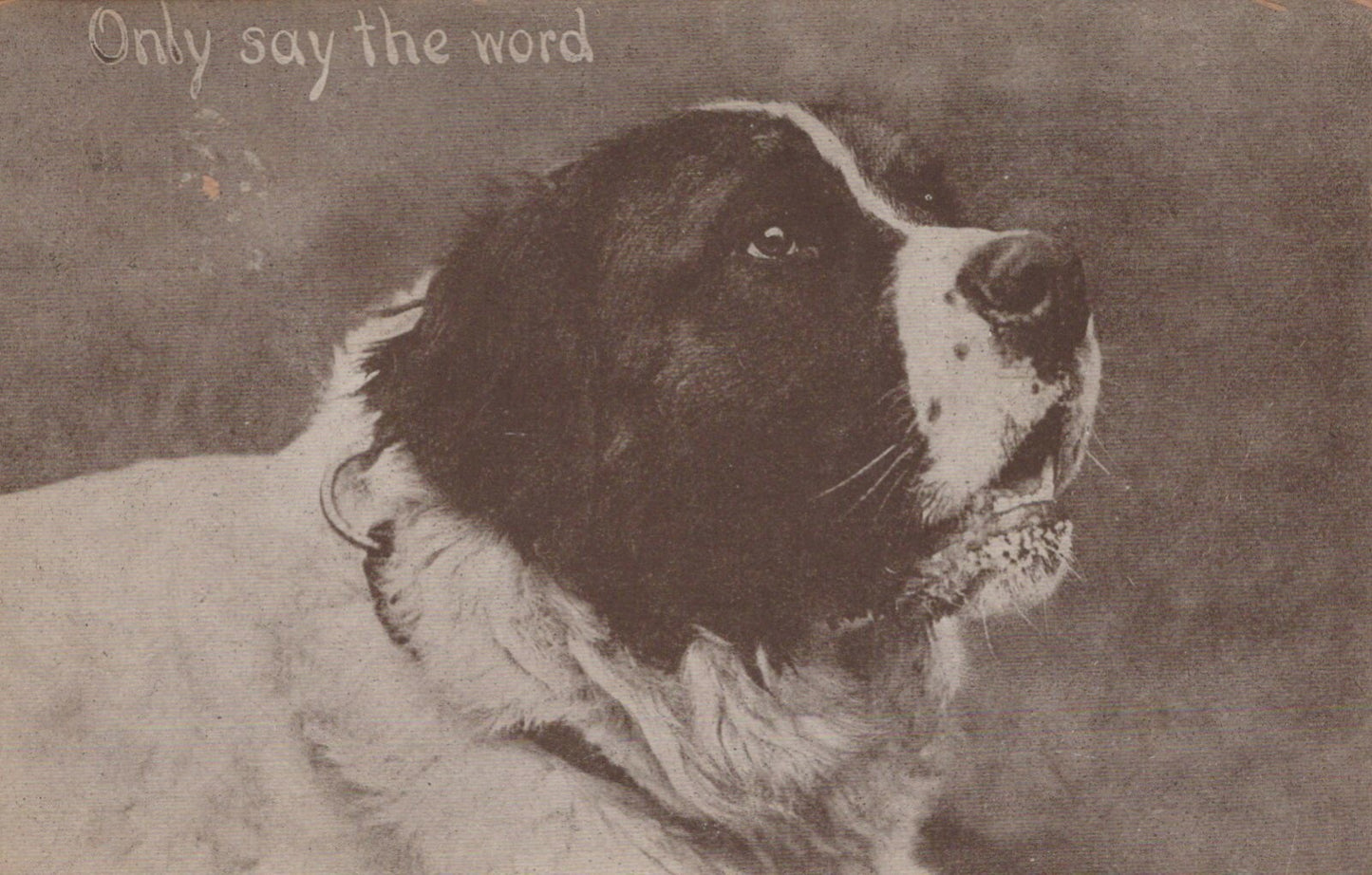 Black and White Dog Looking Up "Only say the word"  Animal Postcard