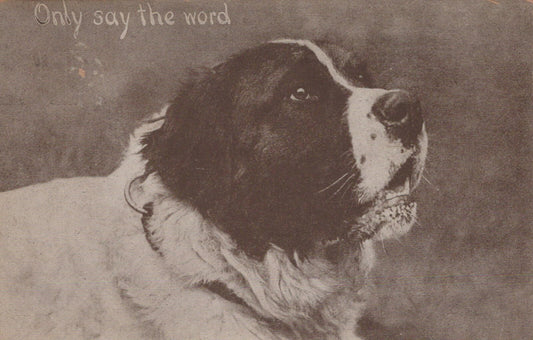 Black and White Dog Looking Up "Only say the word"  Animal Postcard