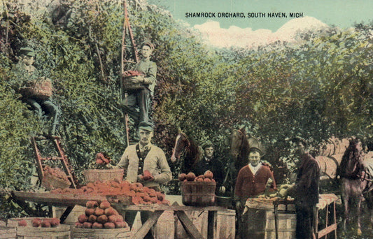 Shamrock Orchard South Haven Michigan MI  apples