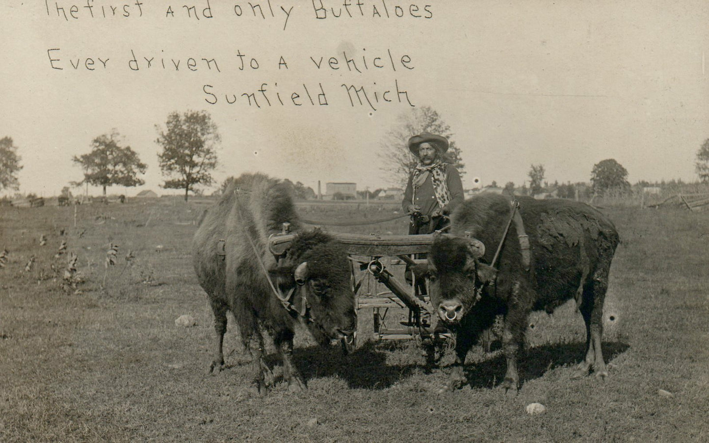 The First and Only Buffaloes Driven To A Vehicle Sunfield Michigan MI Postcard