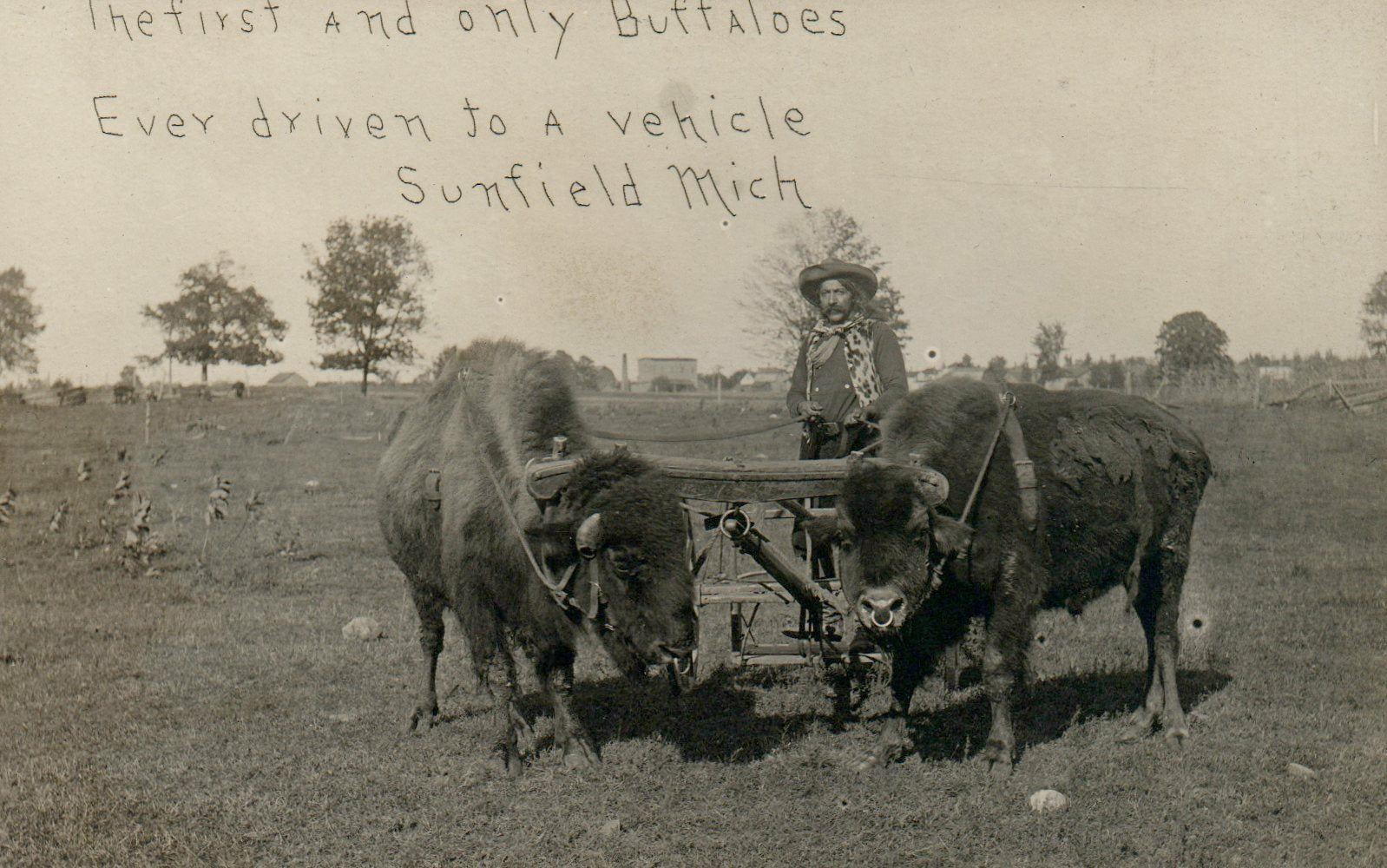 The First and Only Buffaloes Driven To A Vehicle Sunfield Michigan MI Postcard