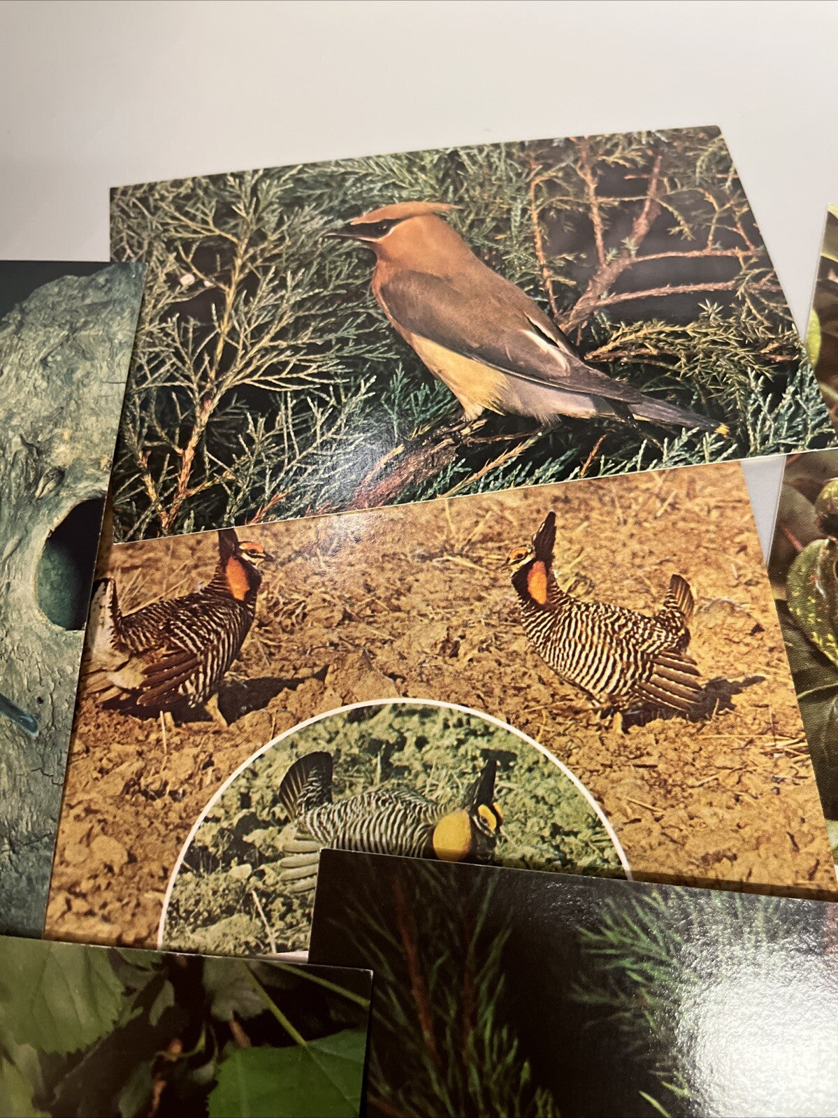 Lot Of 9 Vintage Bird Postcards.