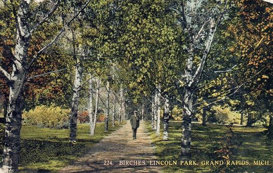 Birches Lincoln Park in Grand Rapids MI MICH MICHIGAN Postcard