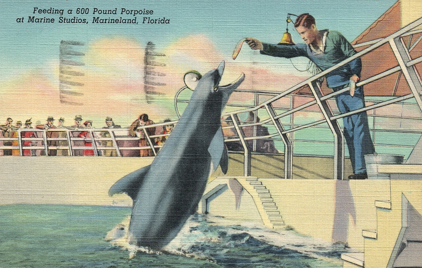 Feeding 600 Pound Porpoise Marine Studios Marineland Florida Postcard Amusement