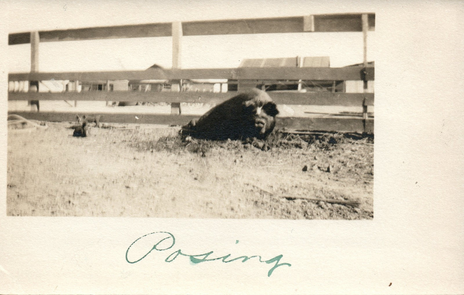 Real Photo Mother Pig and her piglets "Posing" Michigan MI Mich Animal Postcard