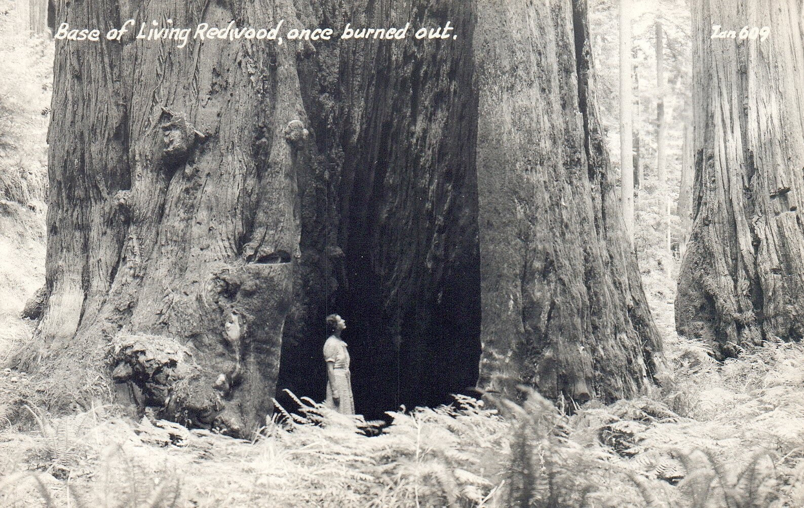 RRPC Base of Living Redwood Tree Once Burned Out Oregon OR Postcard