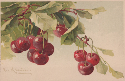 Vintage Caroline Klein Artist Signed Fruit Cherries Vine Post Card