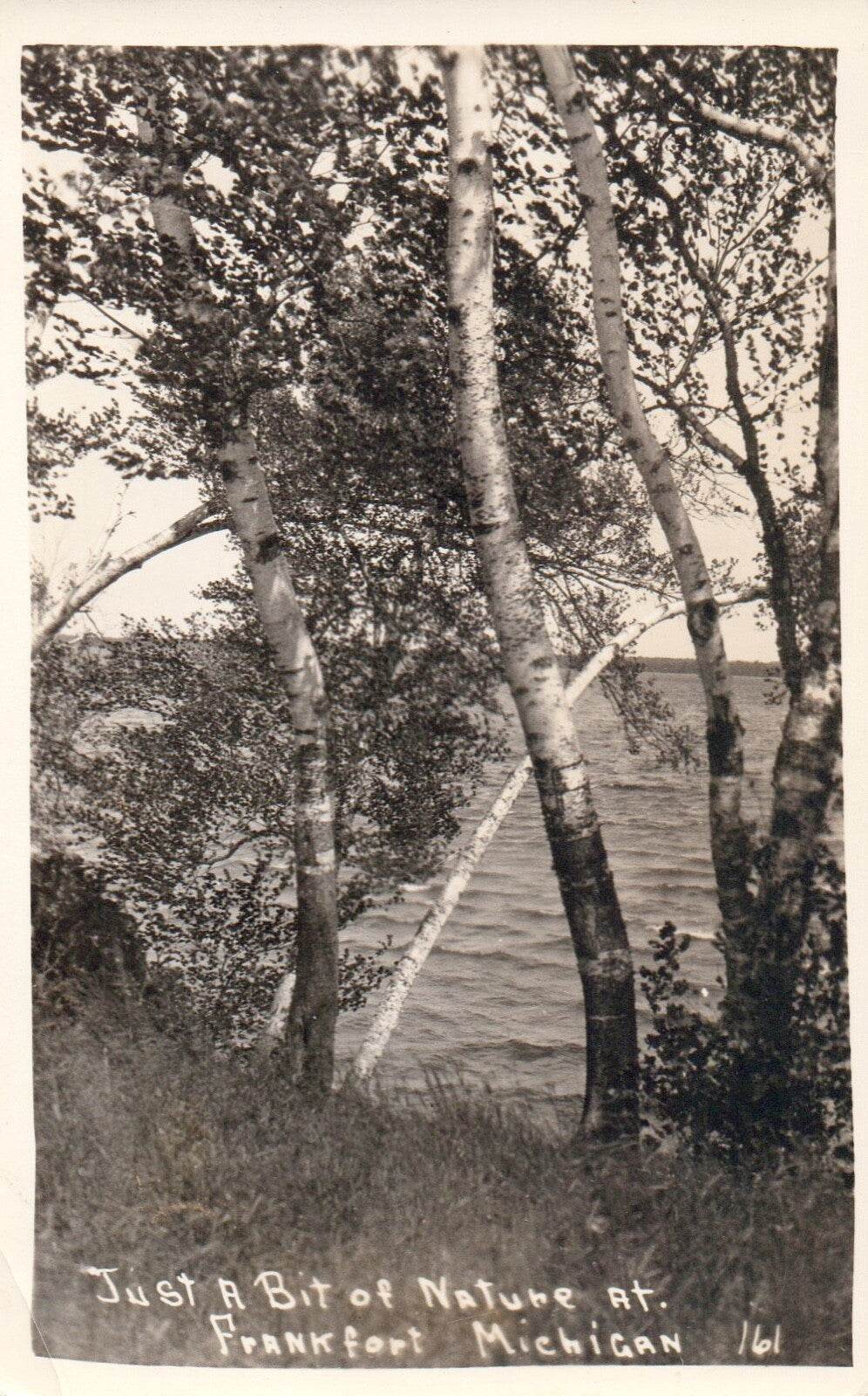 RPPC "Just a Bit of Nature at Frankfort" Nature Scene Frankfort MI Michigan