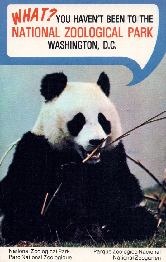 Ling Ling National Zoological Park in Washington D.C. Panda Bear Animal Postcard