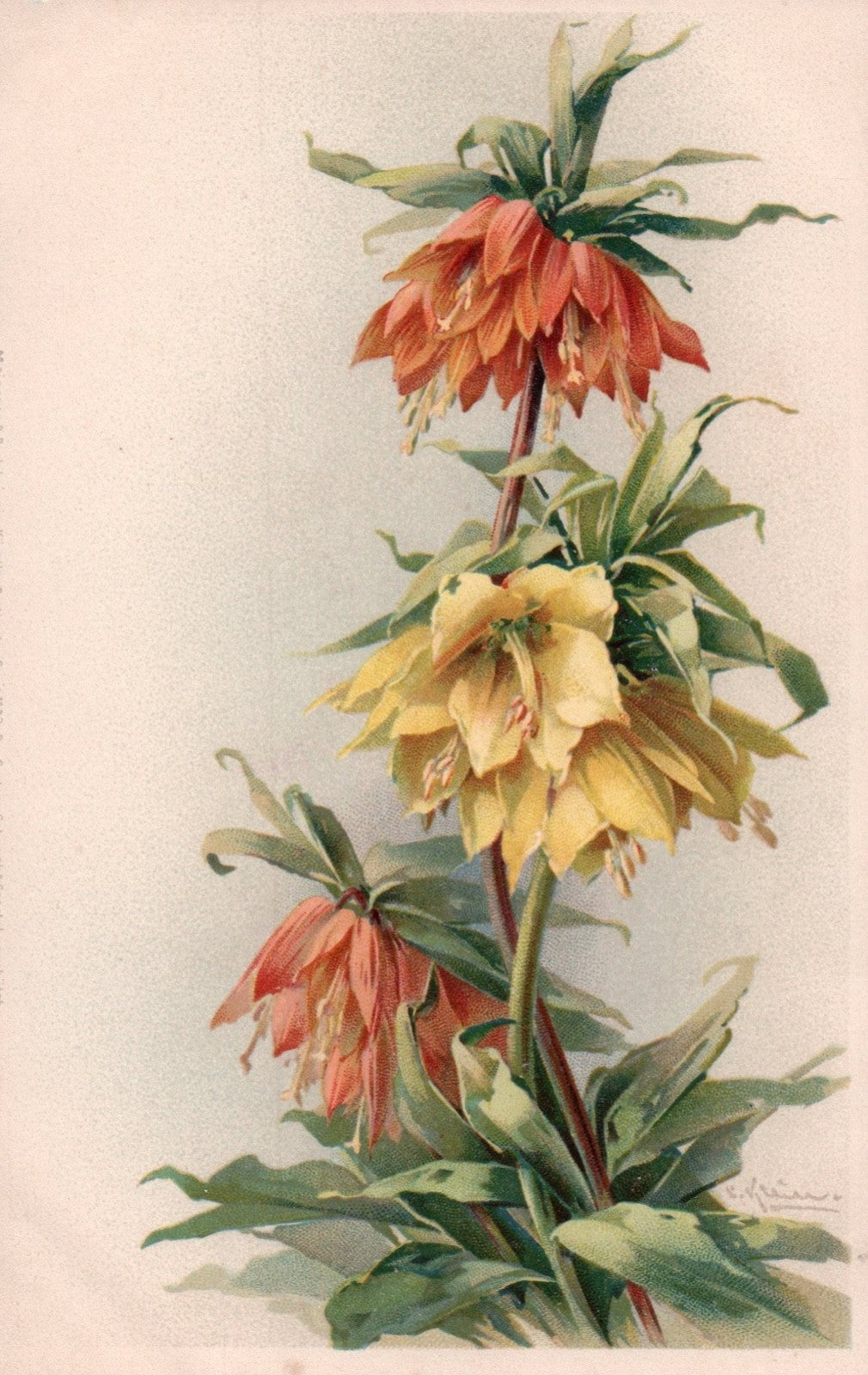 Artist  Signed Catherine Klein Floral