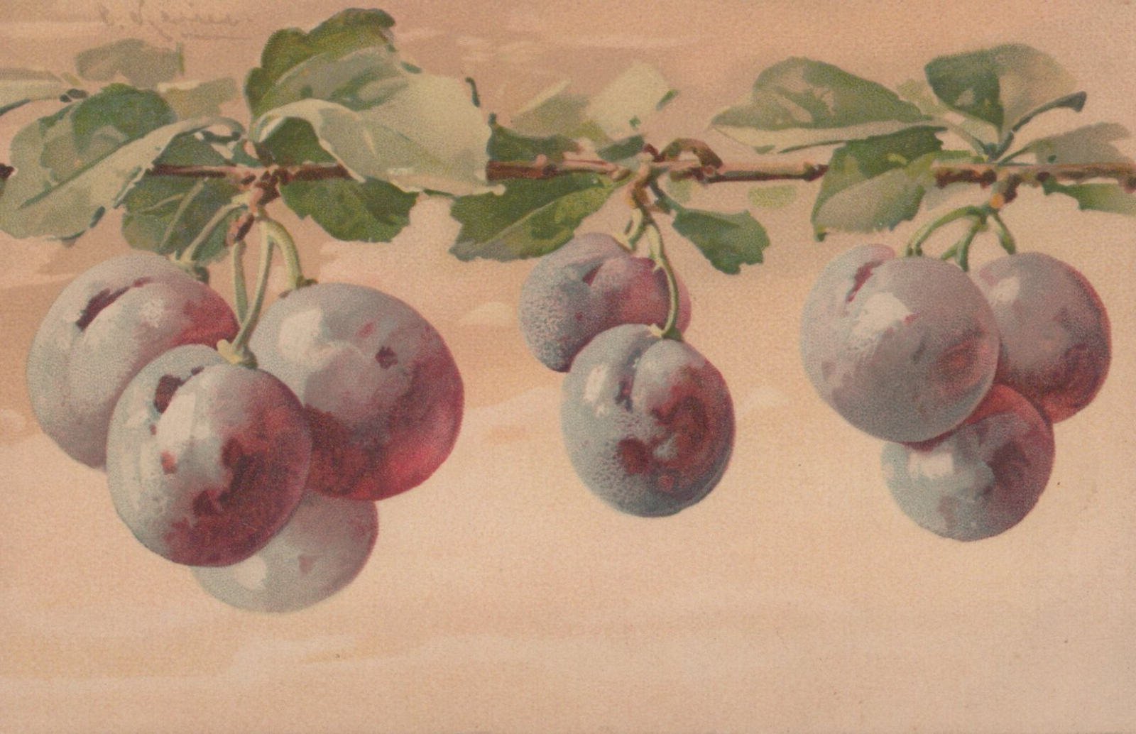 Vintage Catherine Klein Artist Signed Fruit Hanging Grapes Vine Post Card