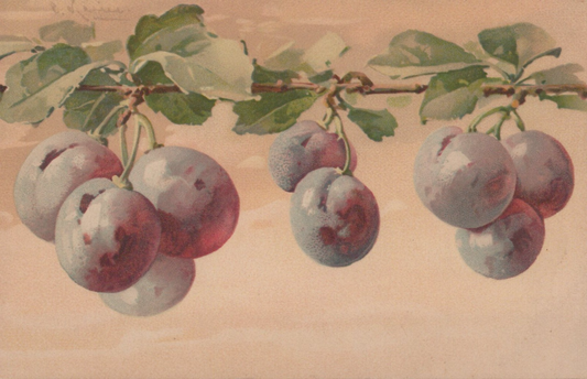 Vintage Catherine Klein Artist Signed Fruit Hanging Grapes Vine Post Card