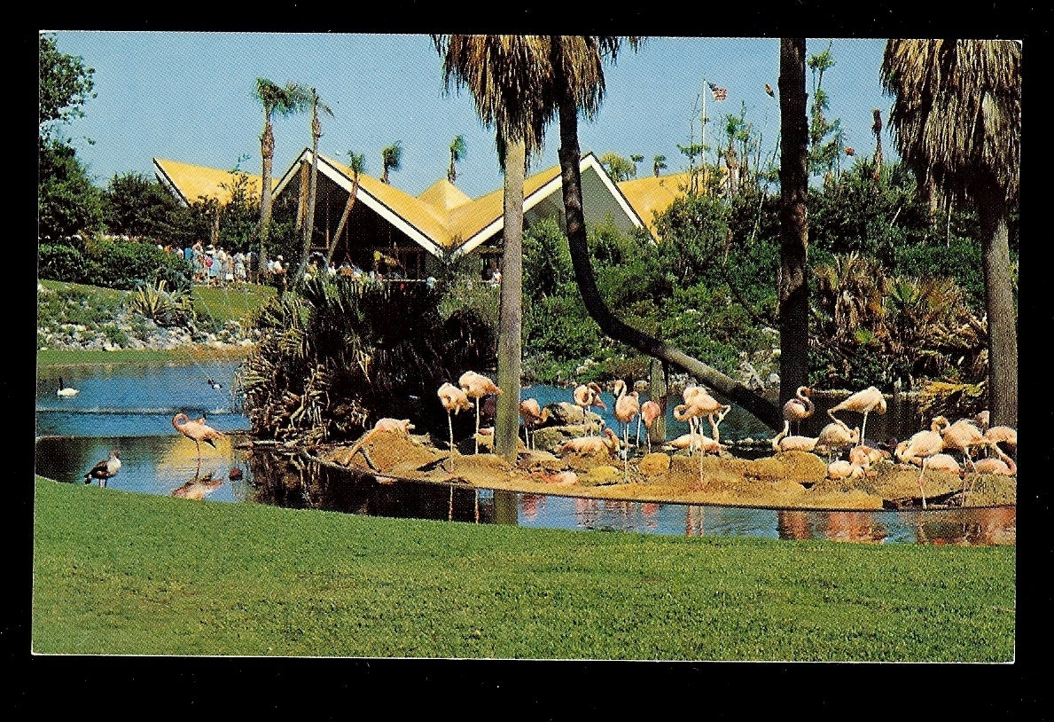 Nesting Flamingos in the Lagoon Busch Gardens Florida Amusement Park Postcard