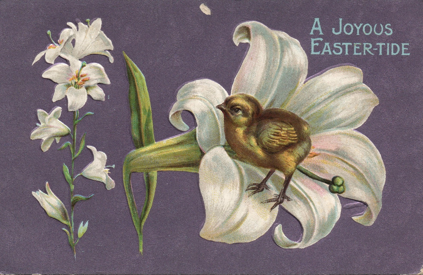 Chick Standing in White Lily Purple Easter Chick Postcard