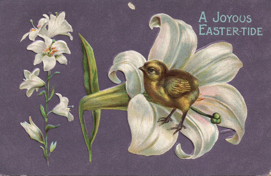 Chick Standing in White Lily Purple Easter Chick Postcard