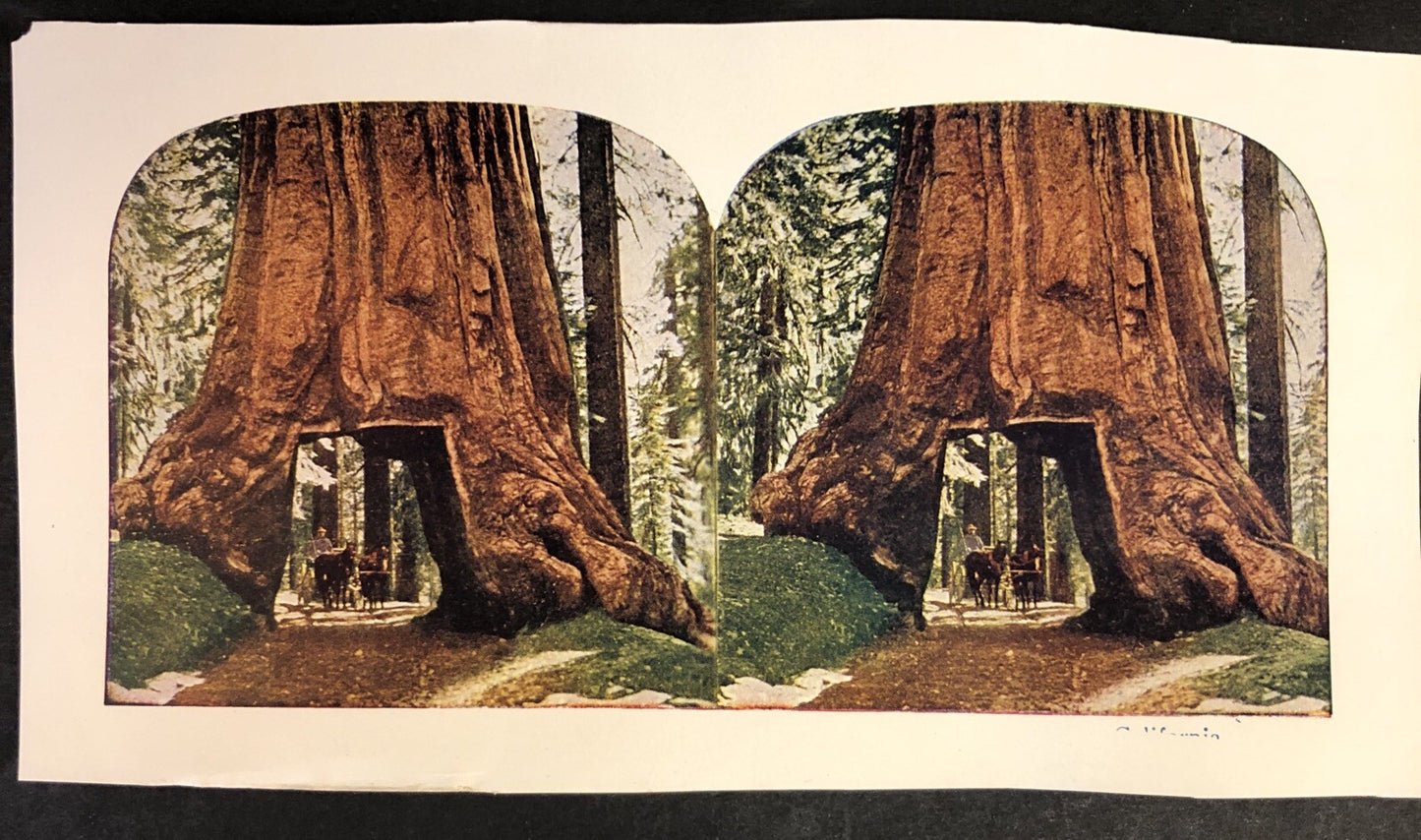RARE Stereoview Paper Cards California Redwood Horse Carriage