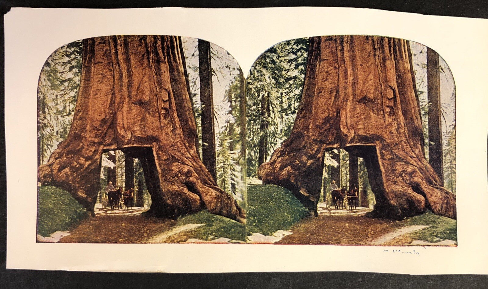 RARE Stereoview Paper Cards California Redwood Horse Carriage