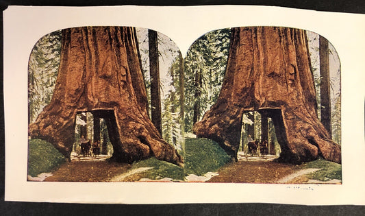 RARE Stereoview Paper Cards California Redwood Horse Carriage