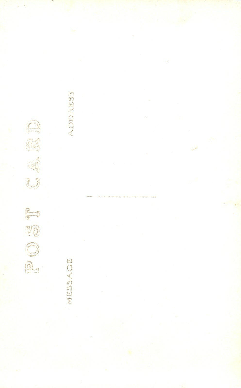  Real Photo Hartwick Pines trees Park Grayling MI Michigan