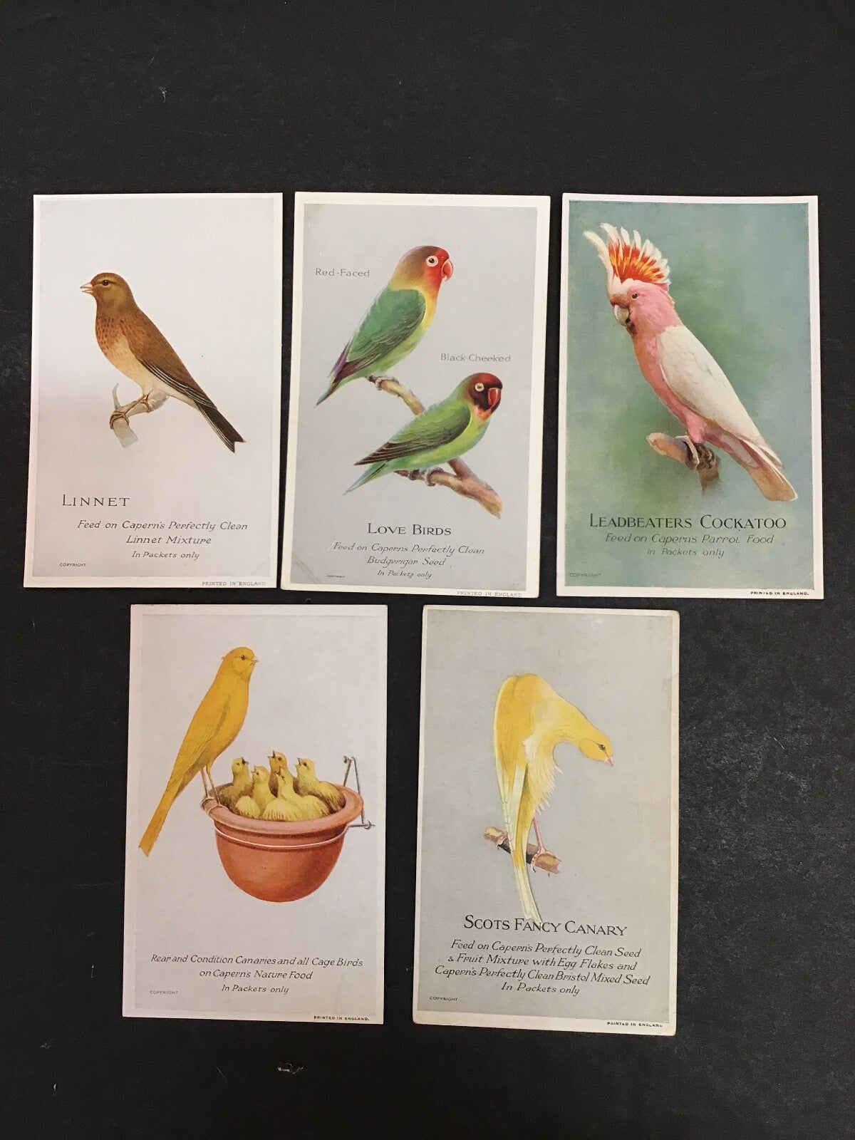 Lot of 5 Various Exotic Colorful Birds Set of Postcards