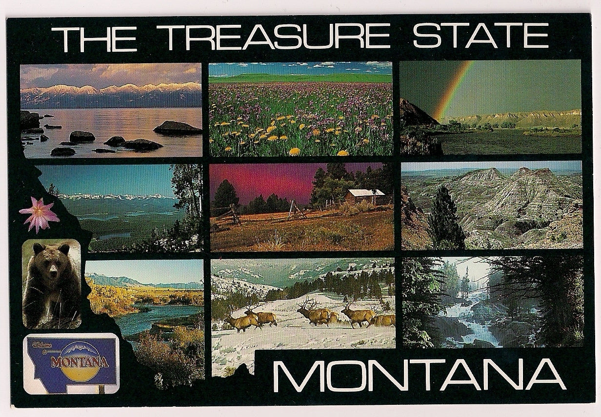 The Treasure State State Flower, Grizzly Bear Mountains MT Montana Postcard