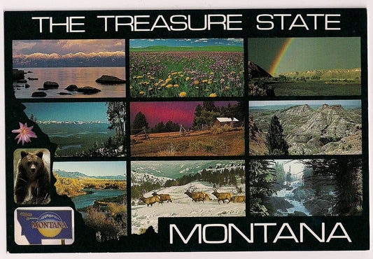 The Treasure State State Flower, Grizzly Bear Mountains MT Montana Postcard