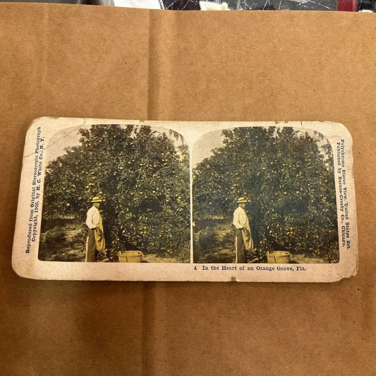 Heart Of Orange Grove, FL WORKER PICKING. POLYCHROME STEREOVIEW Color Card