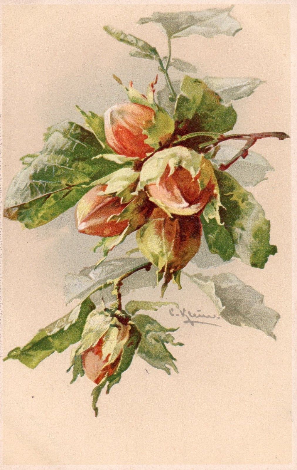 Early Pre 1907 Artist Signed Catherine Klein Flowers postcard