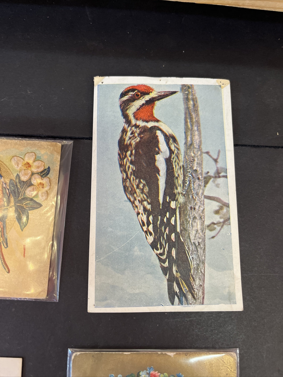 Set of 6 NEW Bird Postcards