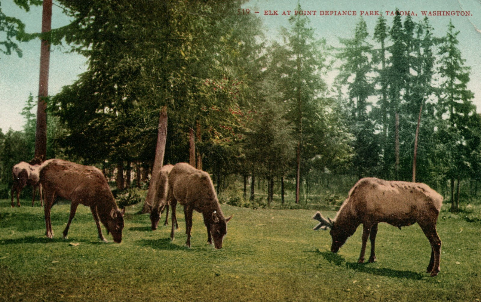 519 Elk At Point Defiance Park Tacoma Washington Postcard WA