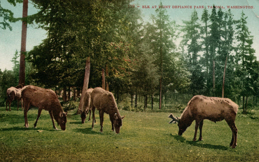 519 Elk At Point Defiance Park Tacoma Washington Postcard WA