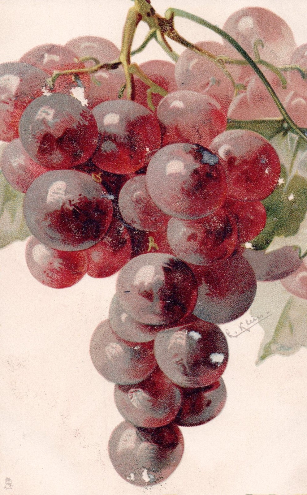 Artist  Catherine Klein Grapes